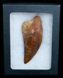 Carcharodontosaurus Tooth - Monster Theropod #4221-3